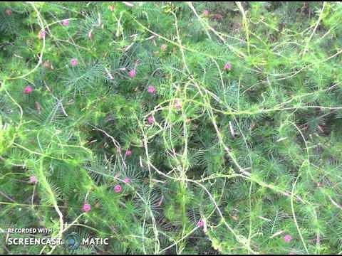 Hypnosis: Bratty Masochist Punishment