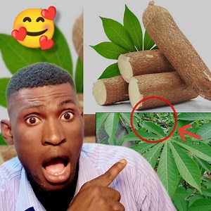 576K views · 13K reactions | Kouri gade vidéo sa pouw ka geri tèt ou gratis avan yo retirel eseyel kounya wap kouri vinn dim mèsi          | Resèt natirèl55 | Facebook