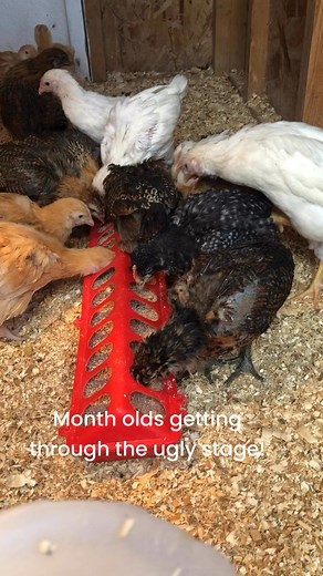 #chicks #chickenlife #bufforpington #ameraucana | Holmedal Farms