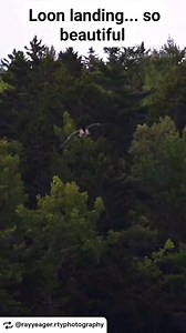 Hearing loons at night is one of my favorite things! "Loon Landing … quick descent to join the female and their chick." #photographer #audubonsociety #audubon #your_best_birds #kings_birds #bestbirdshots #loons #nature #friendsofacadia #birds #ourplanetdaily #discovery #acadianps #fortheloveofmaine. #visitbarharbor #mainewildlife #earthsky #Maine Be sure to follow @rayyeager.rtyphotography on Instagram | Chris Parrish