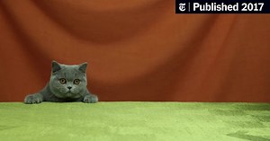 Meet the Cats (Published 2017)