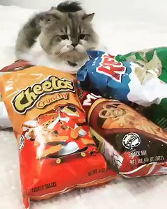 133K views · 3.4K reactions | Guardian of the snacks. | Bad Cat Clothing | Facebook