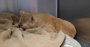 This little kitty loves catnip😂 Loki loves affection, loves to play, and loves to explore! He's an easy-going, chill dude unless there is catnip around... Catnip turns Loki into the funniest, most entertaining good boy! He rolls around like a little alligator on his bed to make sure he isn't missing a single bit of catnip! It's truly hilarious to see him have so much fun! Loki is positive for feline leukemia (FeLV ) which means he has a suppressed immune system. We do suggest him getting tested