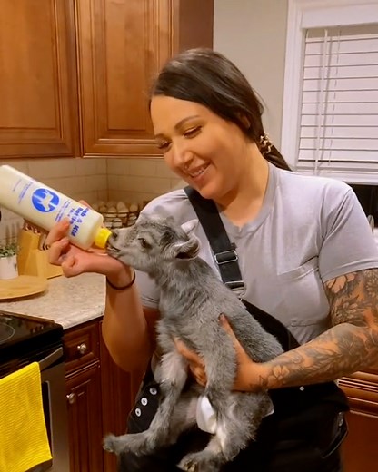 Raising a house full of Pygmy goats can be chaotic! 🐐😂 | Furry Tails