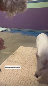 29 reactions | Discover the benefits and ease of harness training...