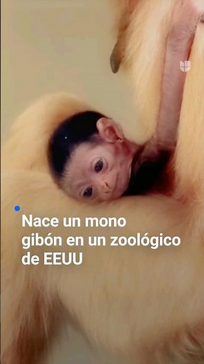 A gibbon monkey is born in a US zoo