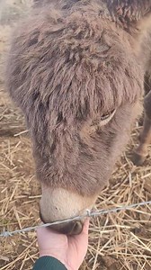 It might have taken a year, but Baby came up to me on her own, ate from my hand, and let me pet her for the very first time. She has been timid since I chased her when she was 3 days old 😆🤣 But I'm slowly winning her over ❤️ #donkeys #miniatures #farmlife #baby | Jennifer Blanchard