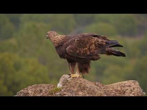 Golden Eagle feeding on a rabbit