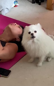 My pomeranian Julian howling!😍 | Arianne Bautista