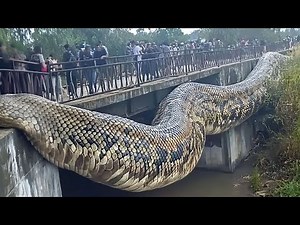 THE WORLD'S LARGEST SNAKE FINALLY FOUND