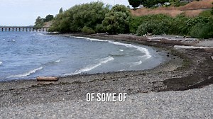 During the Little Squalicum Beach outfall project, designed to reroute a stormwater pipe for better functionality, efficiency, and park aesthetics, our engineering team made an exciting discovery at the site of the outfall pipe: fish eggs! Work is on hold for now, because habitat comes first. This is a great example of why some projects can take longer than planned. Protecting the environment is built into everything we do. We’ll resume construction once the site is clear, and when complete, thi