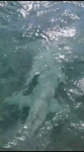 40K views · 860 reactions | VIDEO | 麗 Captan enorme tiburón martillo rondando por las aguas de Utila, Islas de La Bahía. #TeleceibaInternacional | Teleceiba Internacional | Facebook