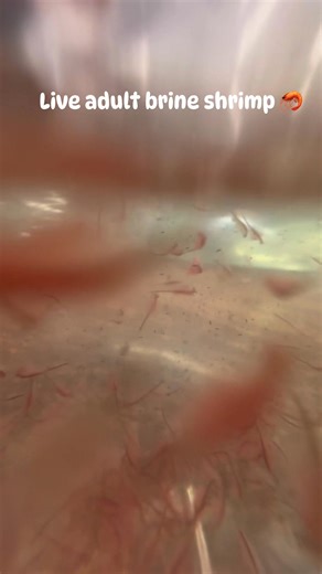 Live adult brine shrimp 🦐 | Allfish2u