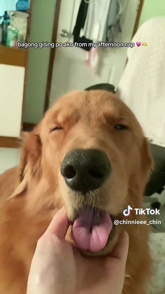 #golden #goldenretriever #goldenretrieverlife #goldenretrieverpuppy #goldenretrieversoftiktok #lifewithagoldenretriever #dogsoftiktok #petsoftiktok #viral #foryou #fypシ #fyp #fyppppppppppppppppppppppp #foryoupage #doglover #doglovers