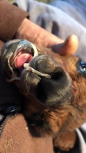 74K views · 914 reactions | Today’s pregnant girl is Cyan. Here she is at birth. We’re so lucky she is still with us. Have a look at my next video to see her 5 years on. The white is dried membrane from her amniotic sack. It is often firmly attached to dismature cria and to try to remove it can tear the skin. | Mullacott Alpacas | Facebook