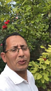 طماطم الشوكليت شيري chocolate cherry tomato بندورة 🍅 نادرة من اغلي اصناف الطماطم بالرغم من سهولة زراعتها وغزارة انتاجها | Reda Alhady