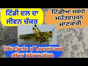 Life Cycle of Locust (ਟਿੱਡੀ ਦਲ ਦਾ ਜੀਵਨ ਚੱਕਰ) Shergill Markhai
