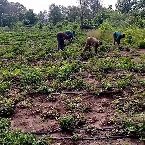Manual farm labor is the physical work done on a farm, such as sowing, harvesting, and maintaining crops 8 Physical strain: Manual labor often involves repetitive tasks like hoeing, weeding, and harvesting, which can lead to musculoskeletal issues and fatigue due to heavy lifting and prolonged physical exertion. * Low efficiency: Compared to machinery, manual labor is generally slower and can take significantly longer to complete tasks, impacting overall productivity. * Weather dependence: Manua