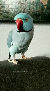 Earlier today I got a request for Rukus giving some footsie kisses to cheer a fan of his up. After some convincing with a single froot loop he came through but not before giving me some sass. | Chatterbox Parrots