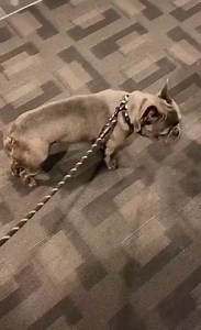 Random Animals on Reels