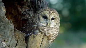 BIRDS OF PREY 4K (ULTRA HD) 60fps