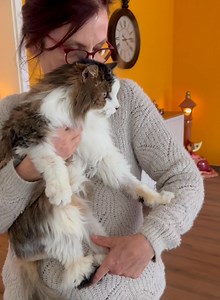 PISTACHE EST DE RETOUR CHEZ NOUS APRES SEULEMENT UNE NUIT PASSÉE CHEZ LA PERSONNE QUI L’A ADOPTÉ 💞 Parce qu’il a miaulé et qu’il a soufflé. Pistache n’est pas un chat errant et craintif qu’on a été chercher dehors mais un vieux chat de 15 ans tout câlin qui a vécu en famille avant d’être abandonné, car il était blessé. Il avait juste besoin de temps pour se poser, faire connaissance et atterrir… Mais ce temps lui a été refusé… Mettons-nous un instant à la place d’un animal qui change de lieu et
