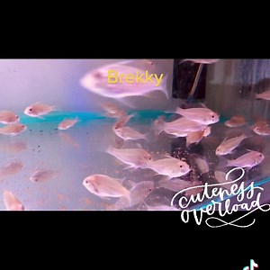 Albino Heckelii cuteness overload #albinoheckelii #albino #cichlidsofinstagram #cichlids #cichlidkeeper #aquariumsofinstagram #aquarium #cutenessoverload #thegreatamazon #friyay #pantsofffriday #brekky | The Great Amazon