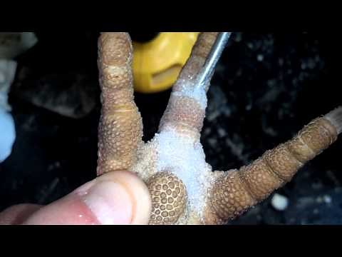 Taxidermy Tips: Bird Foot Repair