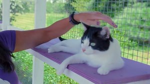 Cat People (TV Series 2021)