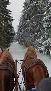 Momentul mult asteptat! | Cai Grei