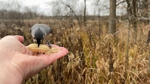 A Tufted Titmouse deciding to go big 🥜 | Jocelyn Anderson Photography