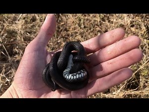 how to find grass snakes