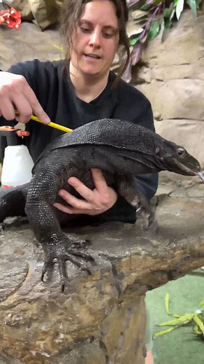 Gilly is Shining after his bath🤩 . . . #beautiful #black #dragon #clean #shine #wow #wildlife #fbpost #animals #animallovers #fun #wild #AmaZing #video #moment #facebook #fb #post #wildlife #fbreels #wild #fbreelsvideo #cool #reelsfb | The Reptile Zoo
