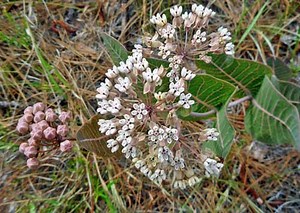 Asclepias Humistrata | Pinewoods Milkweed | 5 Seeds - Etsy Canada