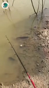 21K views · 41 reactions | Mancing ikan gabus sulit makan !? Jangan lupa ikuti trimakasih #mancingikangabus #cesting #mancinggabus | Mancing rawa | Facebook