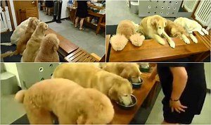 These dogs pray a prayer of blessing & thanks before their meal!
