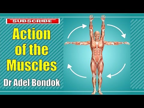 Action of the Muscles and Movements of the Joints, Dr Adel Bondok