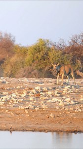 Eland aproaching the waterhole at Etosha National Park, Namibia. #namibia #etoshanationalpark #eland #impala #wildlife #animals #etoshawildlife #nationalpark #explorenamibia #explore #safari #dailypost | Madbookings - Travel Experts in Africa & Asia