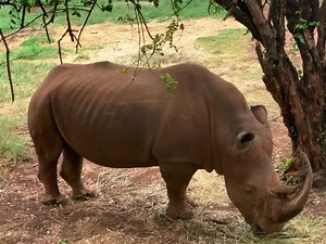 5.8K views · 209 reactions | FACT: Rhino horn has no medicinal value. They are actually made of keratin—the same material that makes up our hair and nails. Share widely to spread awareness. #WorldRhinoDay #ZuruNaKWS | Kenya Wildlife Service | Facebook