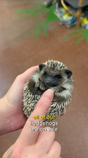 1.8K views · 24 reactions | HEDGEHOG MADNESS SALE! We’re running a VERY special deal on hedgehogs until Friday the 13th  inquire via DM today to get more info about this spooky deal! | NJ Exotic Pets | Facebook