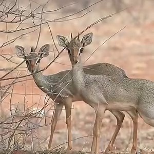 Dik Dik looks like a Deer 🦌 #nature #naturelovers #naturephotography #NaturalBeauty #deer #beauty #fbreels #reelsvideo #video #reelsfb #cute #foryoupage #followers #highlights #foryou #reelsfypシ #love #loveanimals | NewAze Creator