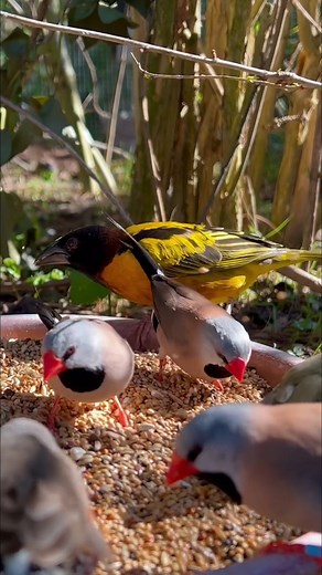 Longtailed Finches and Village Weaver ｜ Aviary Birds #bird #birds #animals #naturelover #reelsviral #wildlife #fyp #finches #birdsounds #wildbirds #nature #Amazing #reels #viral | Beautiful Birds