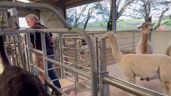 Time for a mineral drench. We use JG Premier Camelid drench. | Mullacott Alpacas