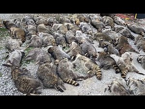 TRAPPER J's VLOGS SEASON 3 ep1 (iowa trapper part 1)