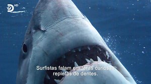 #SharkWeek2023: As águas de Cape Cod estão a ser invadidas por grandes tubarões brancos e os veteranos da Shark Week, Dr. Craig O'Connell e Mark Rackley, mergulham nas grandes águas infestadas de tubarões para tentar ajudar a manter as águas do Cabo seguras tanto para banhistas quanto para tubarões, antes que seja tarde demais. O que estará a causar esta grande invasão? A não perder Tubarão: o cabo do medo hoje às 21:00, no #Discovery. #SharkWeek | Discovery Channel Portugal