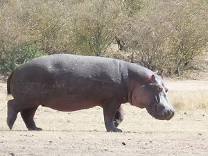 The amazing wildlife seen around our Luxury camp in Maasai Mara. | Zebra Plains Mara Camps - Zebra Plains Collection
