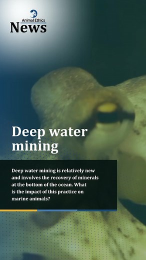 Deep water mining extracts valuable metals from the ocean floor. These include cobalt, copper, and nickel used for electric vehicles and lithium for batteries. The first large-scale operations are planned for 2024. Deep water mining stirs up sediment clouds that affect the breathing, vision, migration, and general health of the animals. The vibrations interfere with the ability of individuals to navigate, find food, and avoid predators. Many other effects of deep water mining are unknown. #anima