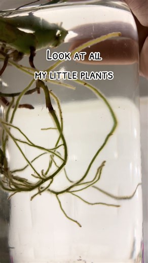 The Plant Shack, ETX on TikTok