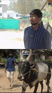 காங்கேயம் வரலாறு இது தான் ! kangeyam bull history #kangeyam #jallikattu #Tamilnadu #farmers #bull | Krishi Jagran Tamil Nadu