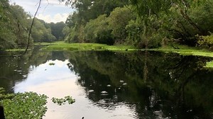 1.3K views · 41 reactions | Enjoying the Withlacoochee River after a nice summer rain #floridatrailblazer #hiking #offthebeatenpath #adventuring #floridatrail #florida #hikeflorida #outdoors #nature #getoutside #exploreflorida #roamflorida #naruralflorida #oldflorida | Florida Trailblazer | Facebook
